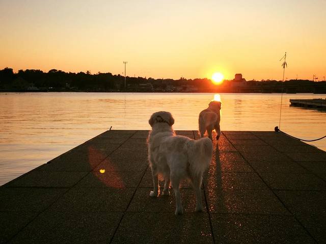 dogs on the dock.jpg