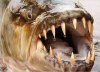 goliath-tigerfish-photo-022, ps.jpg