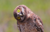 Owl Sideways.png